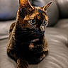 cat, tortoiseshell, pet, animal, feline, close_up, indoor, leather_couch, sitting, fur, whiskers, ears, eyes, portrait, relaxed, domestic, cute, mammal, soft_lighting, resting
