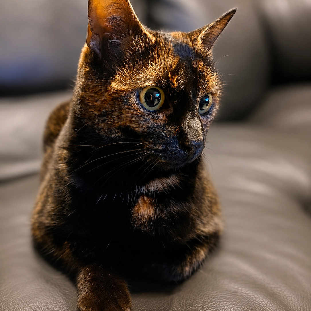 Roxy