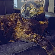 Roxy a rejoint le concours — aidez-le/la à gagner de superbes lots ! cat, tortoiseshell, indoor, pet, feline, resting, cushion, fur, animal, domestic, relaxed, closeup, whiskers, ears, eyes, face, paw, sofa, home, comfort