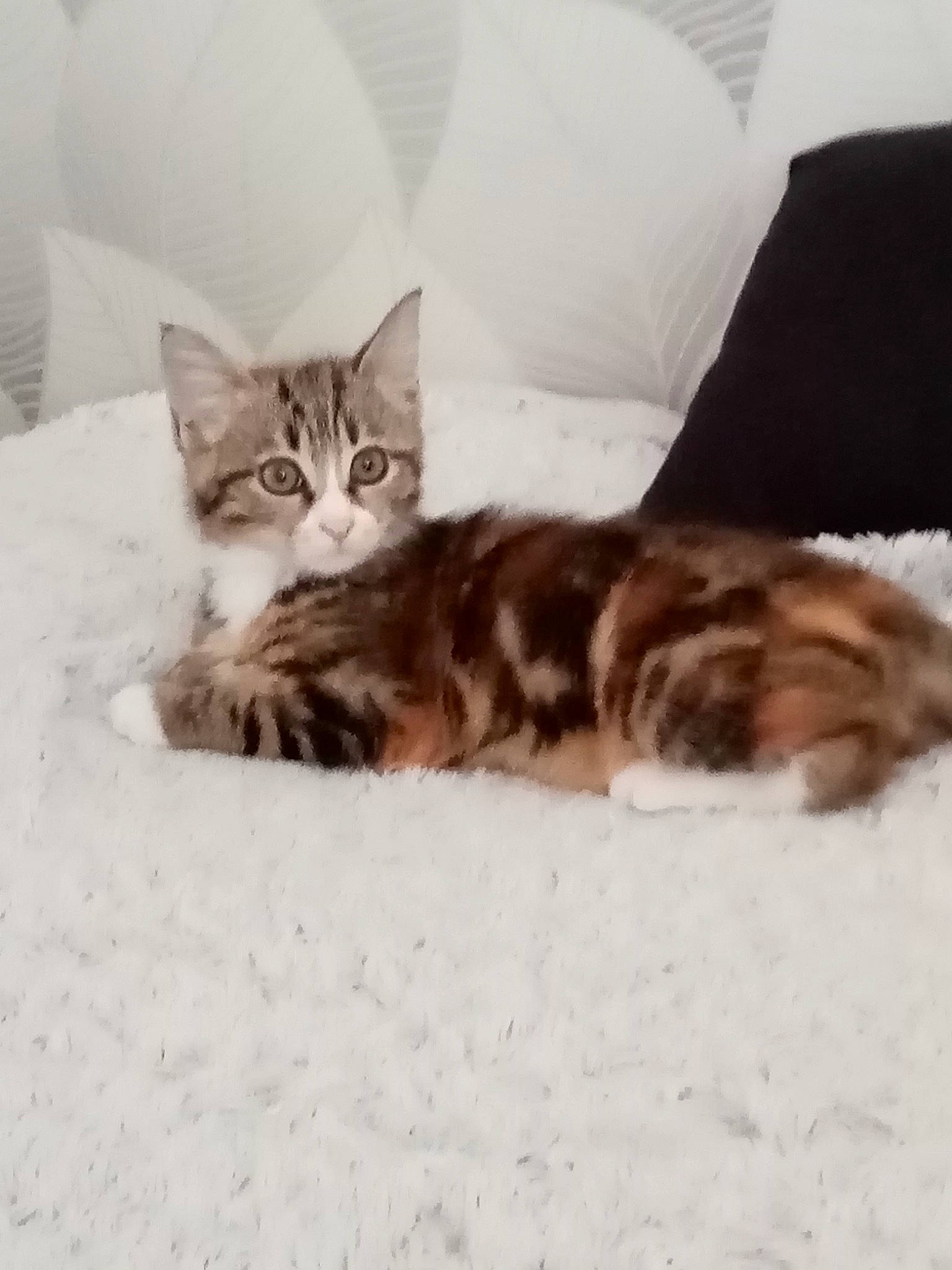 Bounty a rejoint le concours — aidez-le/la à gagner de superbes lots ! american_shorthair, asian, bengal, carnivore, cat, cymric, domestic_short_haired_cat, dragon_li, european_shorthair, eye, felidae, fur, kitten, maine_coon, mammal, norwegian_forest_cat, small_to_medium_sized_cats, tabby_cat, tail, whiskers