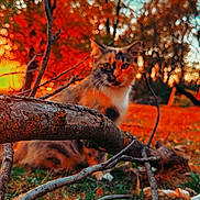 Pumpkin joined the competition — help win amazing prizes! animal, autumn, background_blur, branches, cat, colorful, curious, daylight, fall, fur, grass, leaf_litter, mammal, nature, orange_leaves, outdoor, pet, seasonal, tree, wildlife