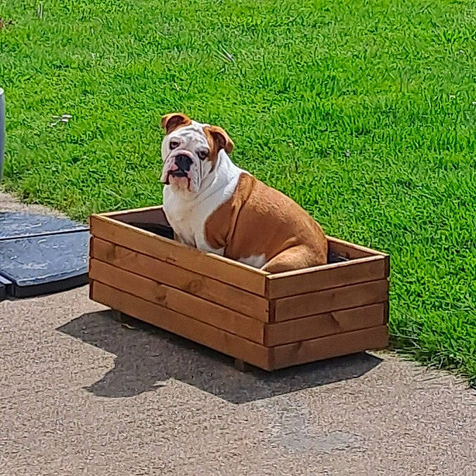 Tess participe au concours pour gagner de l'argent avec cette photo : ancient_dog_breeds, bulldog, canidae, carnivore, collar, comfort, companion_dog, dog, dog_breed, dog_collar, dog_supply, fawn, grass, hardwood, non_sporting_group, outdoor_furniture, pet_supply, sporting_group, wood, working_animal