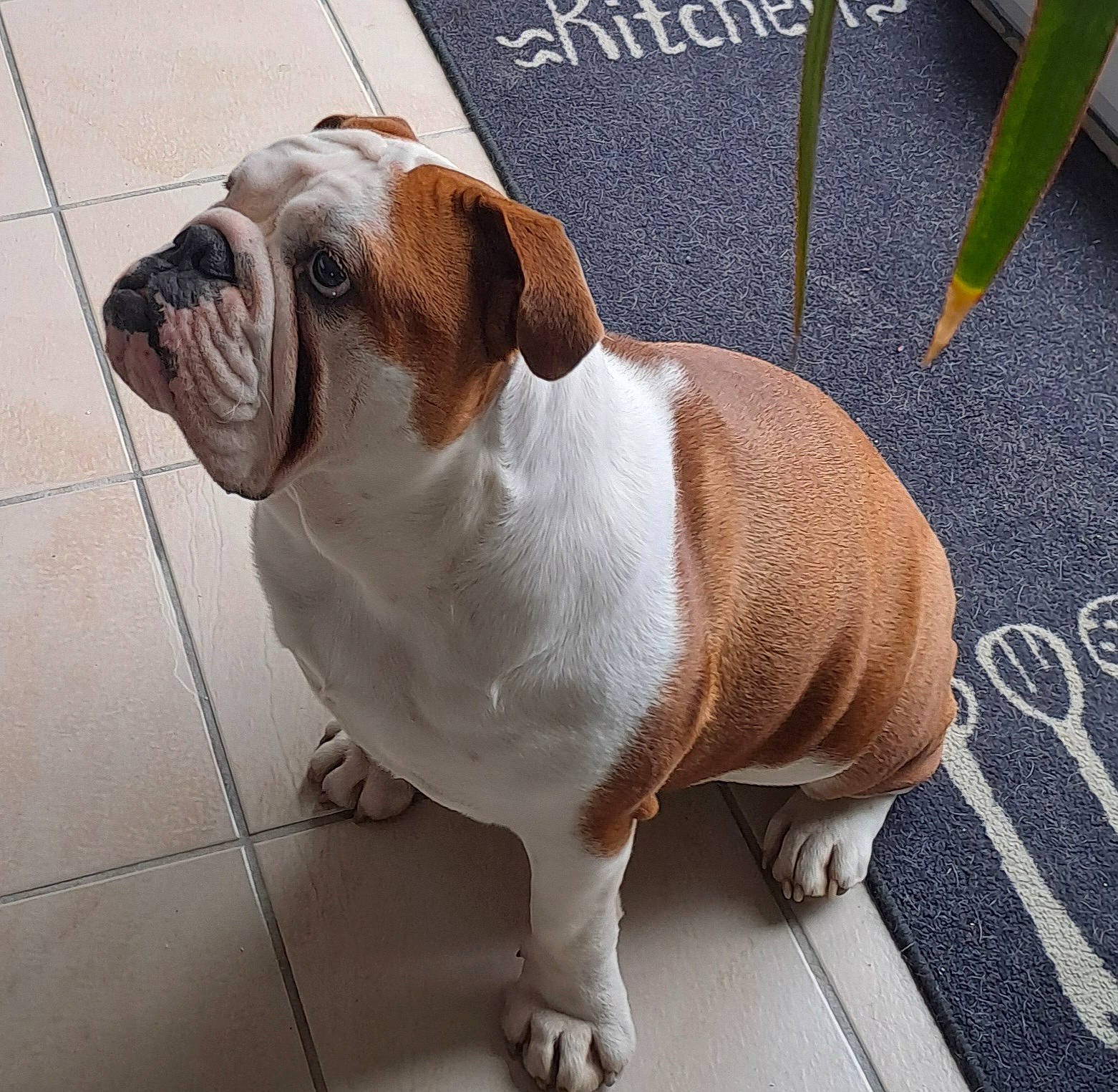 Tess participe au concours pour gagner de l'argent avec cette photo : bulldog, canidae, carnivore, collar, companion_dog, dog, dog_breed, dog_collar, fawn, flooring, fur, leash, snout, sporting_group, tail, terrestrial_animal, toy_dog, window, working_animal, wrinkle