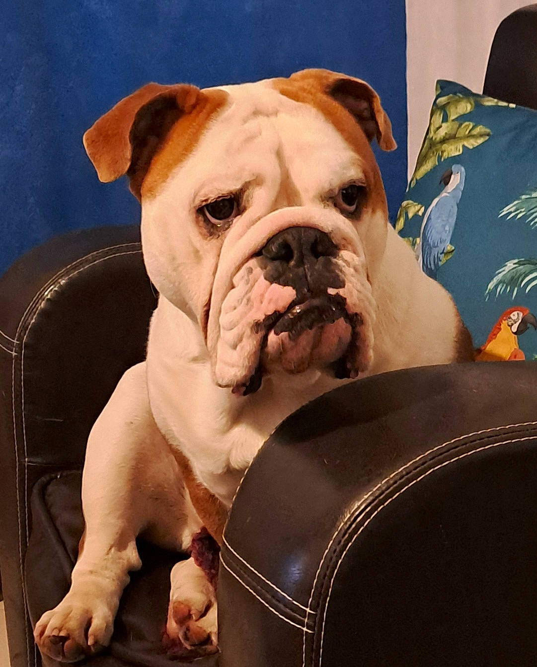 Tess a rejoint le concours — aidez-le/la à gagner de superbes lots ! blue, bulldog, canidae, carnivore, collar, comfort, companion_dog, dog, dog_breed, dog_collar, fawn, molosser, puppy_love, snout, sporting_group, toy_dog, white_english_bulldog, working_animal, working_dog, wrinkle