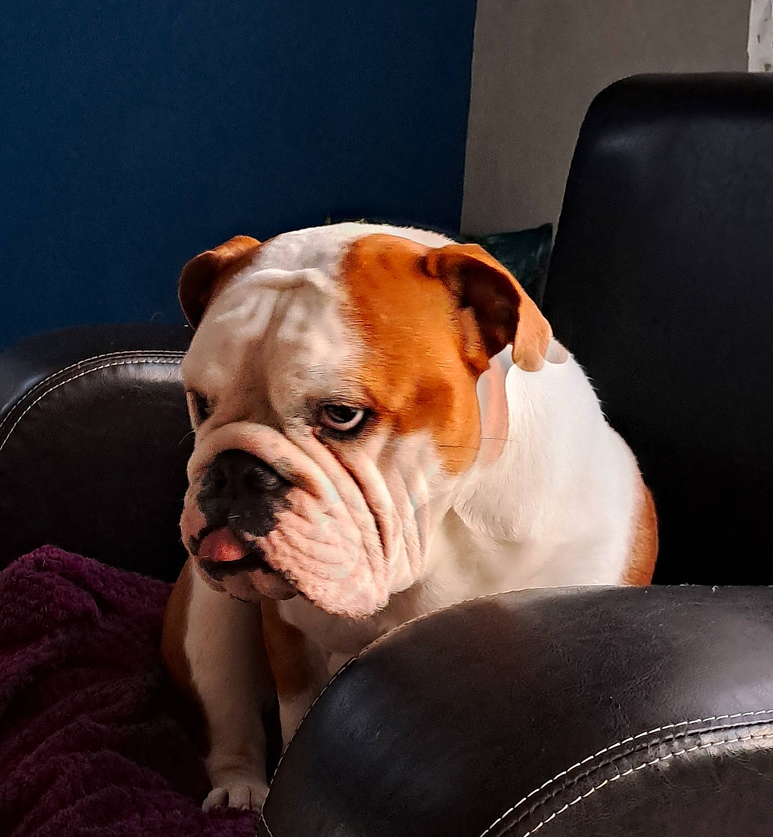 Tess a rejoint le concours — aidez-le/la à gagner de superbes lots ! australian_bulldog, bulldog, canidae, carnivore, chair, collar, comfort, companion_dog, dog, dog_breed, dog_collar, fawn, french_bulldog, snout, sporting_group, toy_dog, whiskers, white_english_bulldog, working_animal, wrinkle