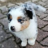 Vicky participe au concours pour gagner de l'argent avec cette photo : puppy, dog, blue_eyes, fluffy, cute, young, outdoor, cobblestone, walking, pet, white_fur, black_ear, brown_patch, nose, animal, small, adorable, fur, looking_up, curious