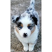 Vicky participe au concours pour gagner de l'argent avec cette photo : puppy, dog, australian_shepherd, blue_eyes, fluffy, cute, pet, animal, outdoor, fur, small, young, walking, looking, adorable, mammal, face, ears, nose, paws
