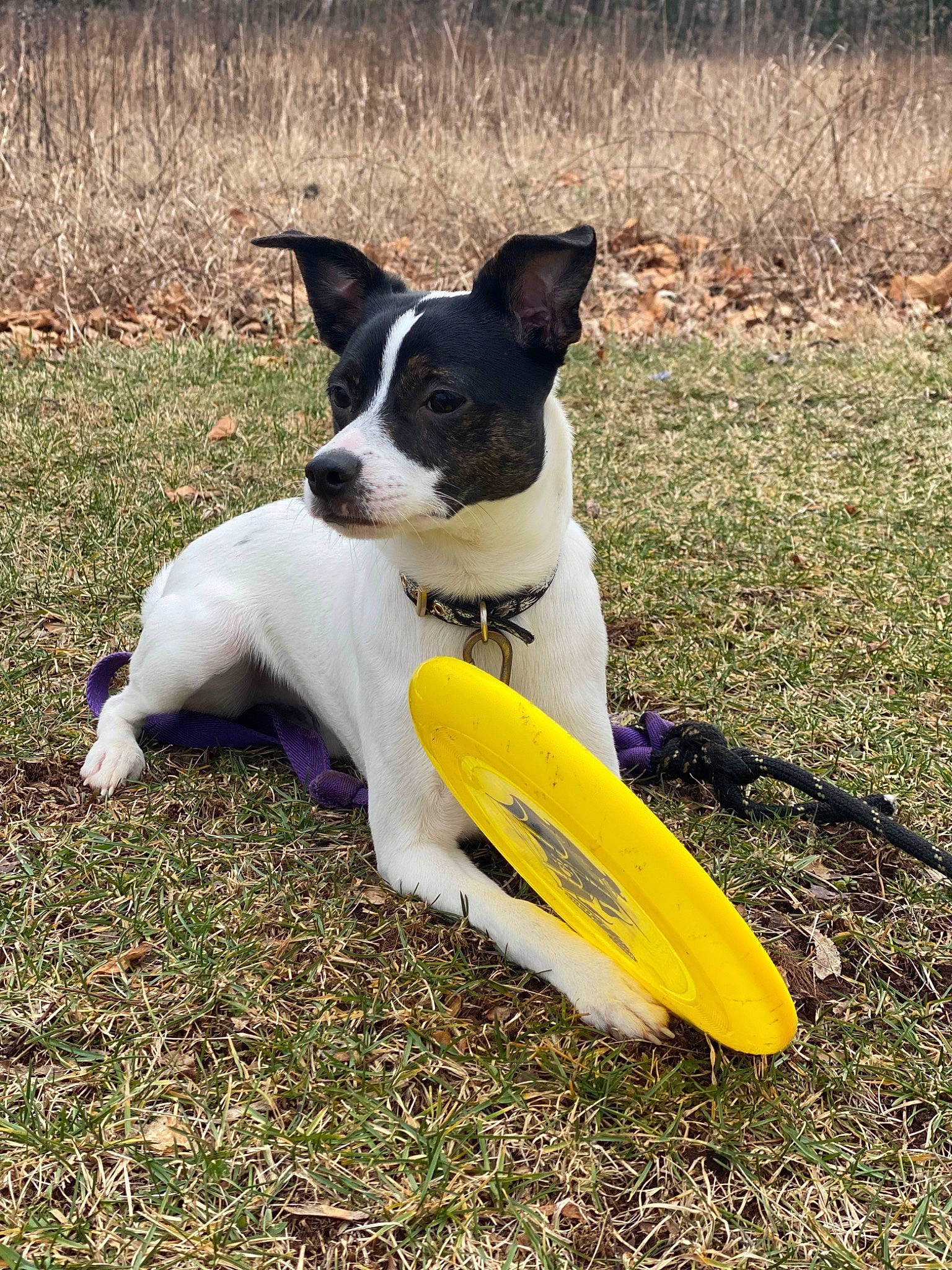 Jude is registered to the contest to win money with this photo: ball, canidae, carnivore, chilean_fox_terrier, collar, companion_dog, dog, dog_breed, dog_sports, fawn, grass, mcnab, plant, soil, sporting_group, sports_toy, tail, terrier, water, working_dog