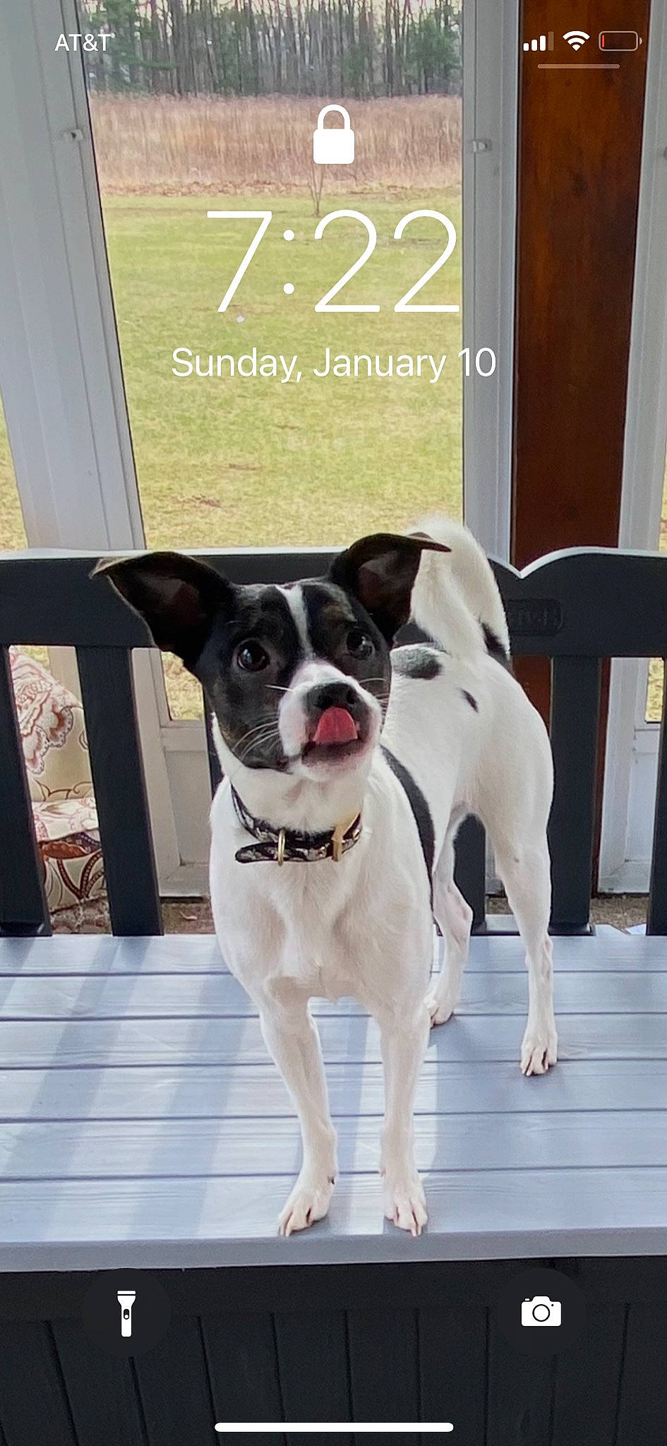 Jude is registered to the contest to win money with this photo: carnivore, chair, collar, companion_dog, dog, dog_breed, dog_collar, dog_supply, door, fawn, flooring, grey, house, paw, pet_supply, snout, sporting_group, window, wood, working_animal