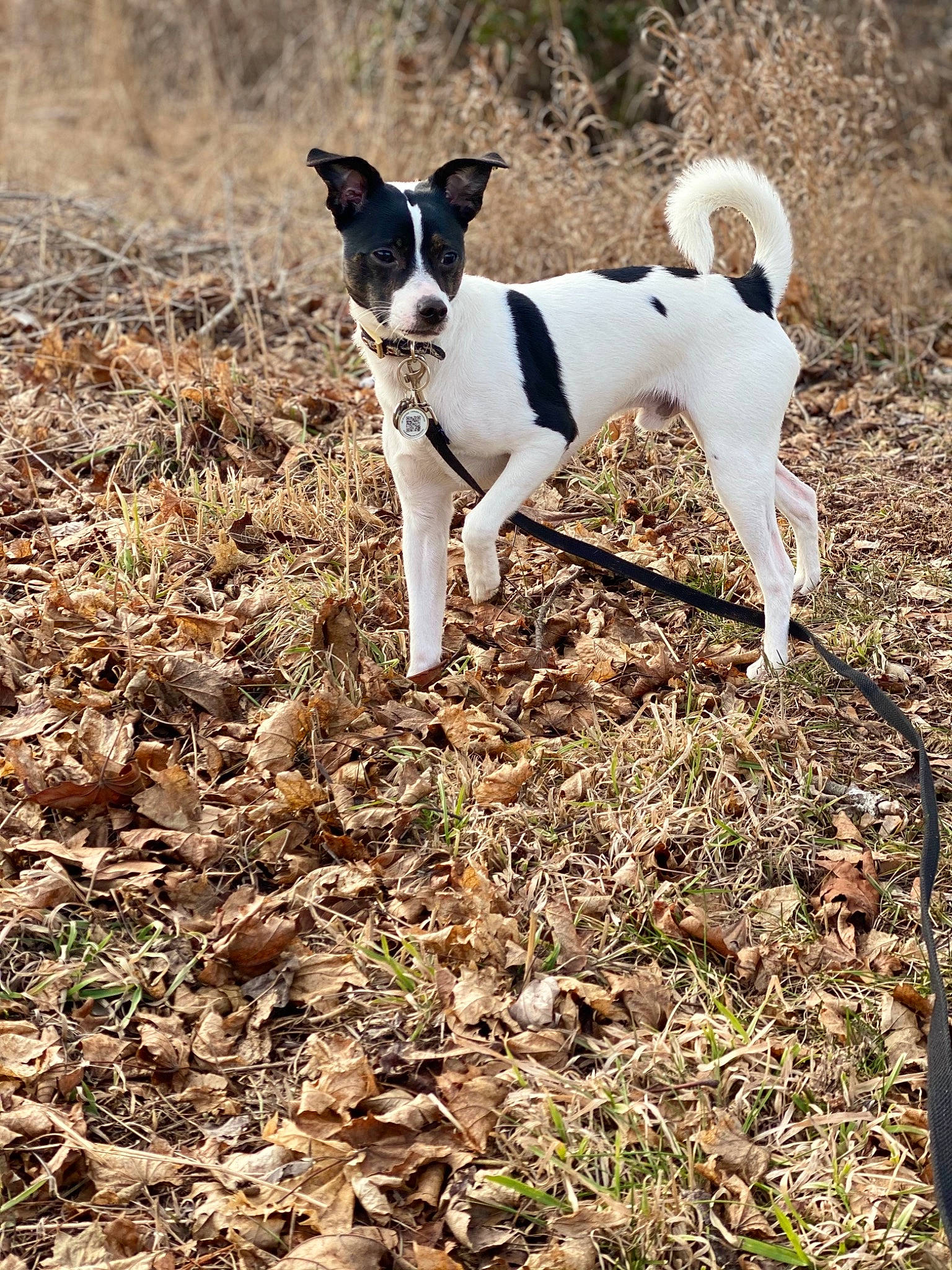Jude is registered to the contest to win money with this photo: adventure, canidae, carnivore, chilean_fox_terrier, companion_dog, dog, dog_breed, fawn, grass, hunting_dog, irishjacks, non_sporting_group, plant, snout, soil, sporting_group, tail, terrestrial_animal, terrier, working_animal