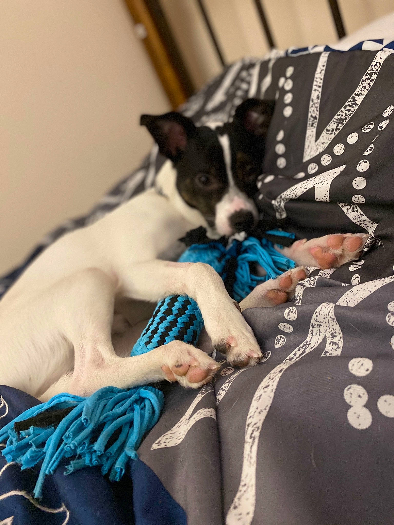 Jude is registered to the contest to win money with this photo: black_hair, canidae, carnivore, comfort, companion_dog, dog, dog_breed, electric_blue, felidae, formal_wear, fur, human_leg, linens, pattern, plaid, sleeve, small_to_medium_sized_cats, sporting_group, textile, whiskers