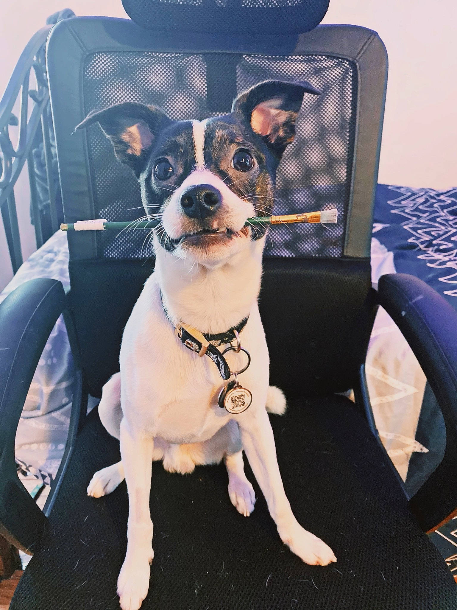 Jude is registered to the contest to win money with this photo: car_seat_cover, carnivore, chair, collar, comfort, companion_dog, couch, dog, dog_breed, dog_collar, dog_supply, eyewear, fashion_accessory, fawn, pet_supply, snout, sporting_group, toy_dog, vehicle_door, working_animal