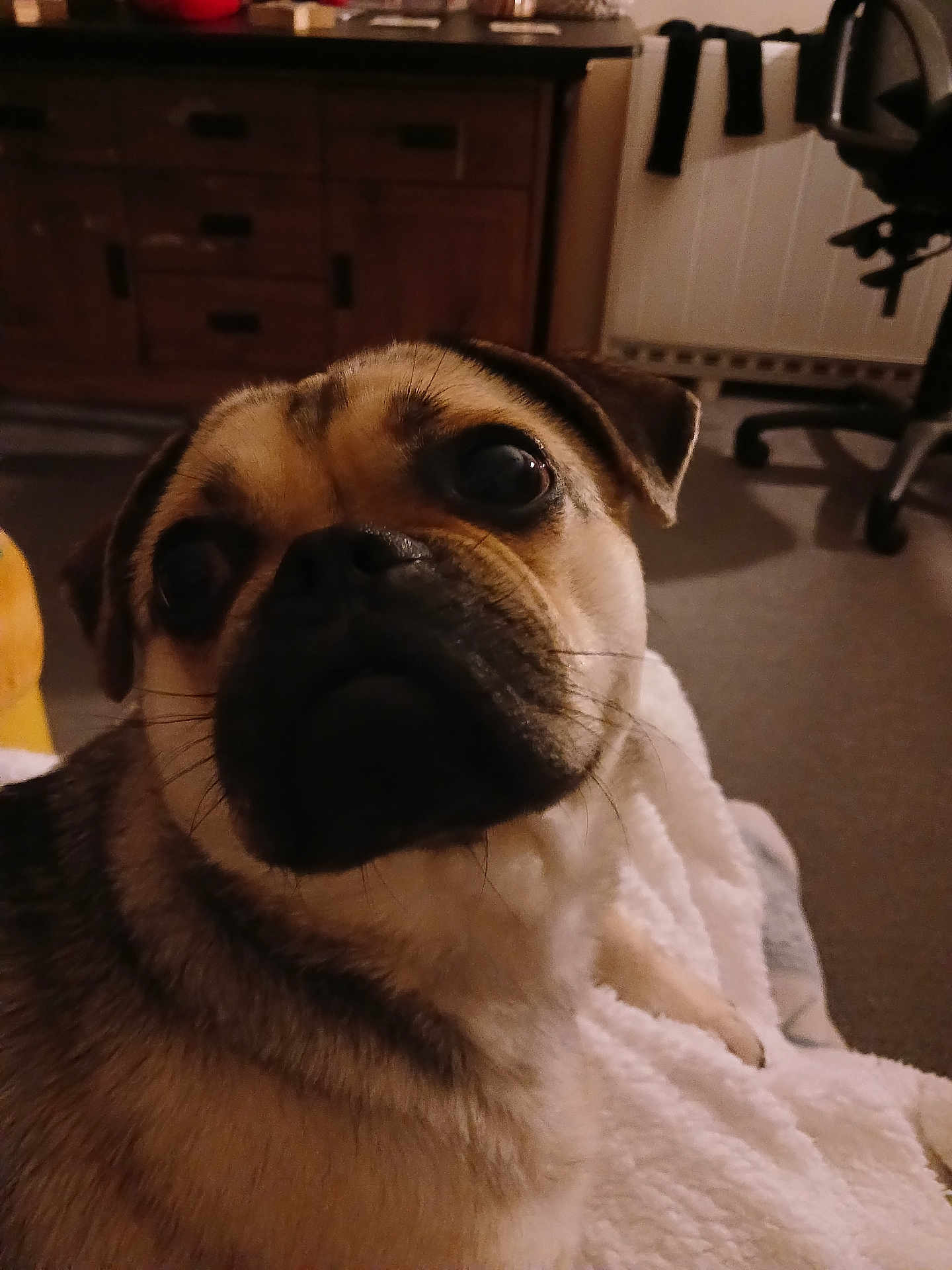 Chase joined the competition — help win amazing prizes! dog, pug, close_up, indoor, blanket, furniture, brown, pet, animal, cozy, carpet, wooden_cabinet, eyes, face, snout, ears, whiskers, warm_lighting, floor, chair