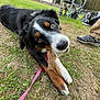 dog, puppy, bernese_mountain_dog, grass, bone, leash, outdoor, park, playing, chewing, animal, pet, canine, fence, people, shoes, chair, field, nature, forest