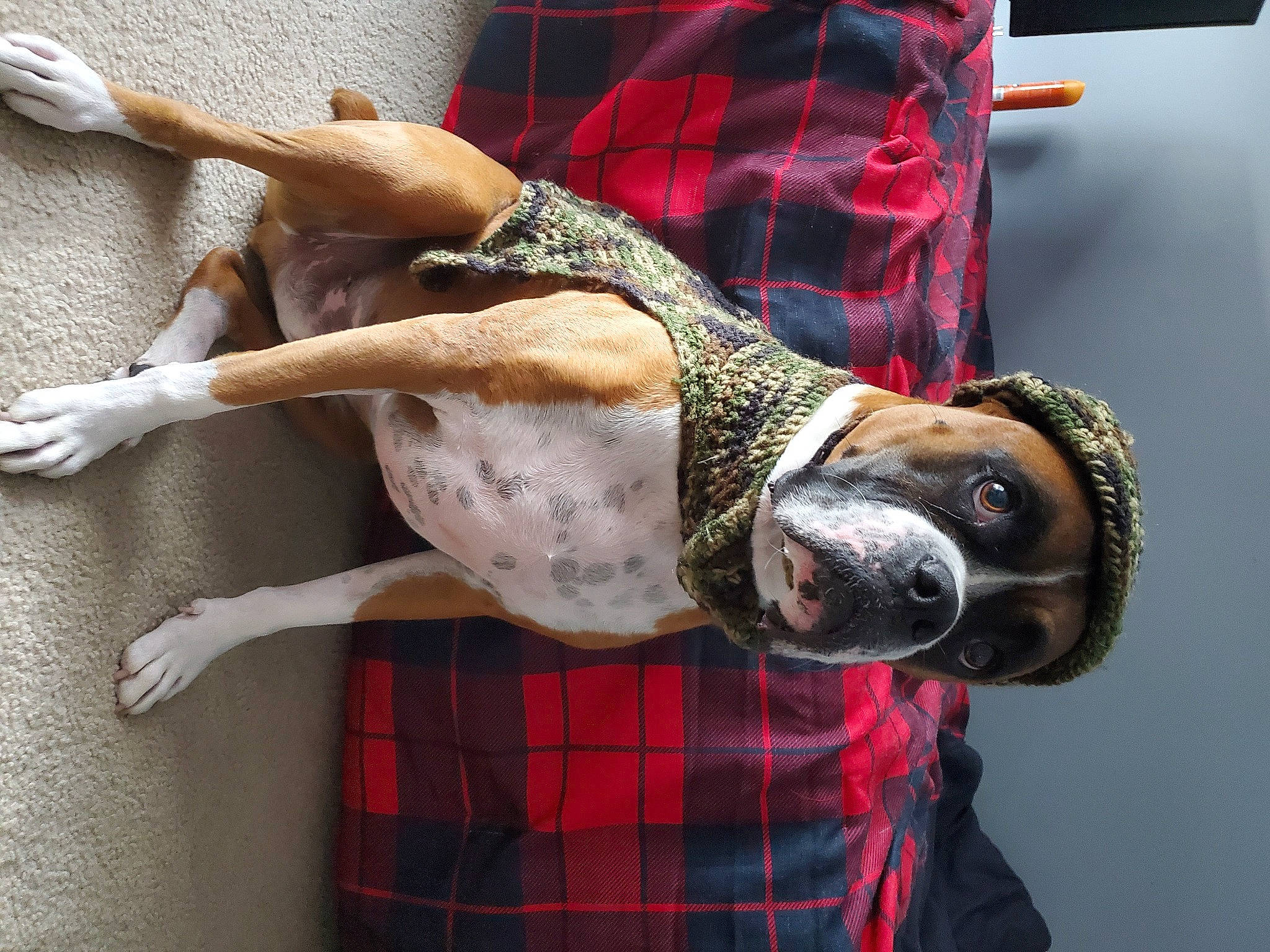 Sarge joined the competition — help win amazing prizes! american_staffordshire_terrier, canidae, carnivore, design, dog, dog_breed, fawn, galgo_espanol, lurcher, pattern, pointer, snout, tartan, whippet