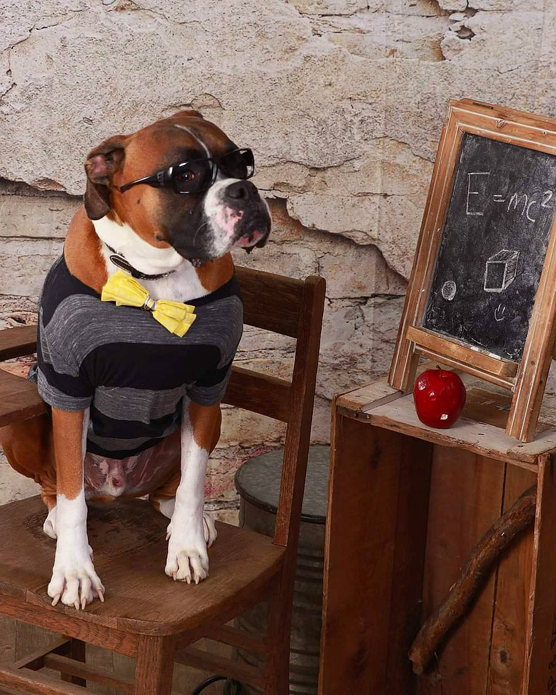 Sarge joined the competition — help win amazing prizes! boxer, canidae, carnivore, dog, dog_breed, fawn, mammal, non_sporting_group, olde_english_bulldogge, pit_bull