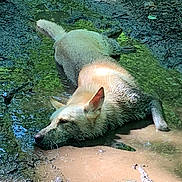 Bella is registered to the contest to win money with this photo: animal, canine, daytime, dirt, dog, ears, forest, fur, greenery, laying_down, mud, muzzle, nature, outdoor, peaceful, puddle, relaxed, sunlight, trail, wet