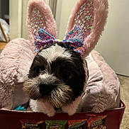 Luna is registered to the contest to win money with this photo: dog, bunny_ears, bow, fluffy, pet_bed, snack_box, indoor, close_up, cute, black_and_white, carpet, door, decor, soft, sequins, pink, animal, small_dog, face, ears
