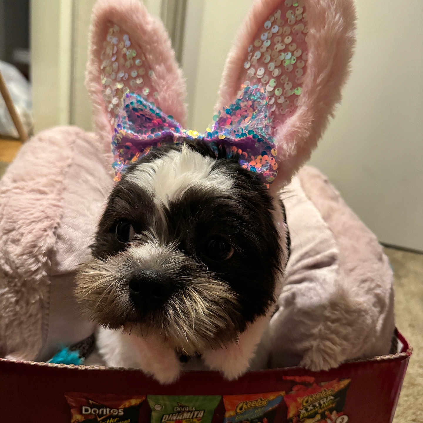 Luna is registered to the contest to win money with this photo: animal, black_and_white, bow, bunny_ears, carpet, close_up, cute, decor, dog, door, ears, face, fluffy, indoor, pet_bed, pink, sequins, small_dog, snack_box, soft