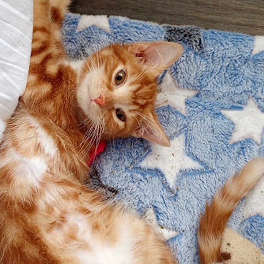 Mr. Jinx joined the competition — help win amazing prizes! abyssinian, animal, cat, cushion, face, hardwood, head, homedecor, indoors, interiordesign, kitten, manx, person, pet, photography, plush, portrait, quilt, sleeping, wood