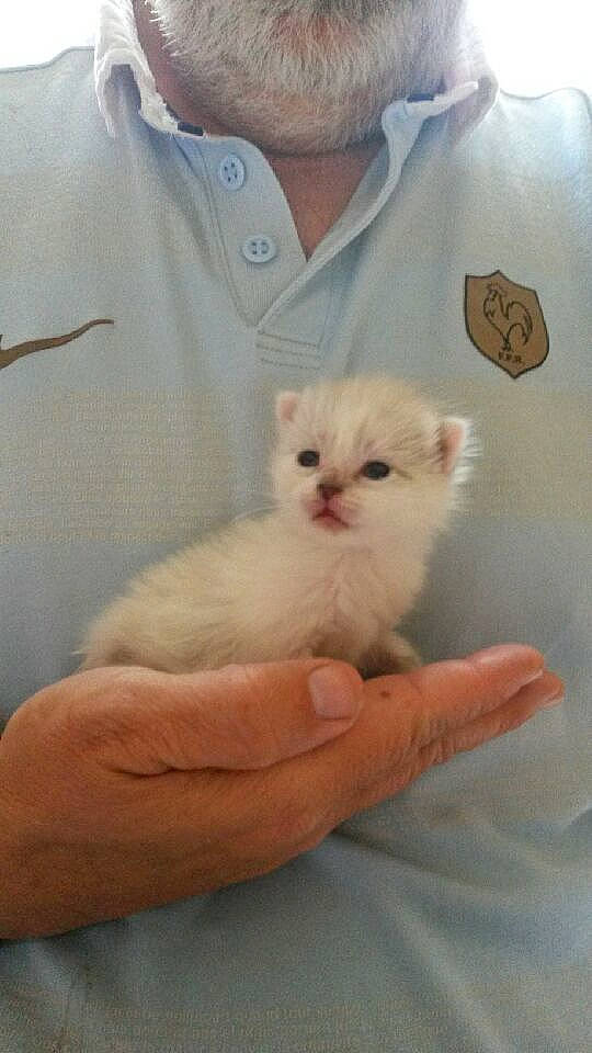 Meringue a rejoint le concours — aidez-le/la à gagner de superbes lots ! button, carnivore, cat, collar, dress_shirt, felidae, finger, fur, human, iris, joint, kitten, nail, organ, skin, small_to_medium_sized_cats, snout, thumb, vertebrate, whiskers