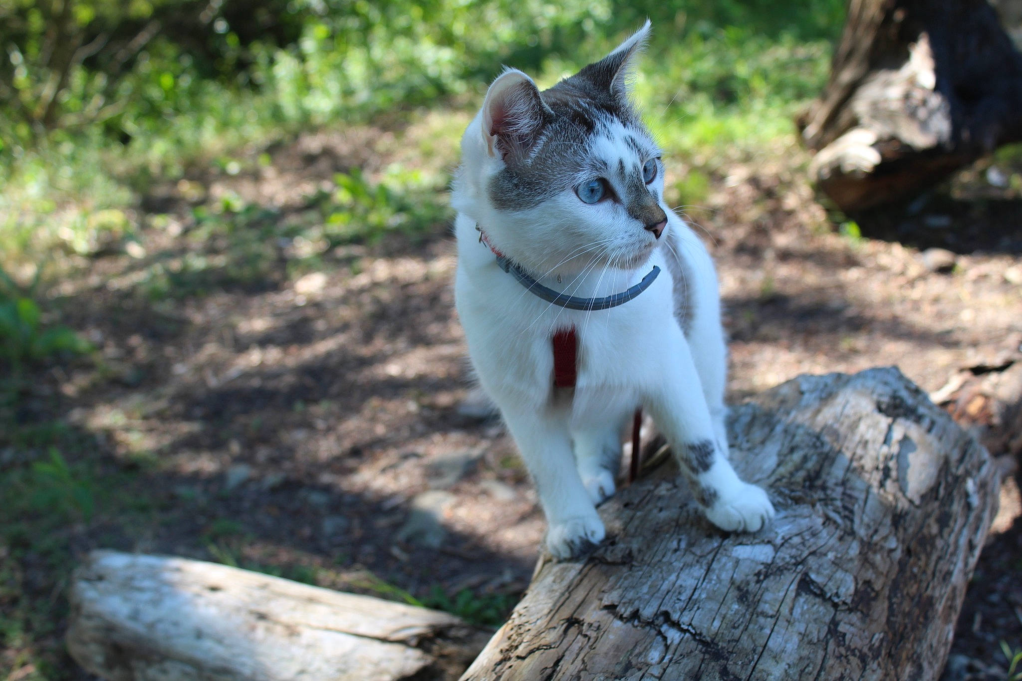 Meringue a rejoint le concours — aidez-le/la à gagner de superbes lots ! carnivore, cat, collar, domestic_short_haired_cat, fawn, felidae, fur, small_to_medium_sized_cats, snout, tail, terrestrial_animal, trunk, whiskers