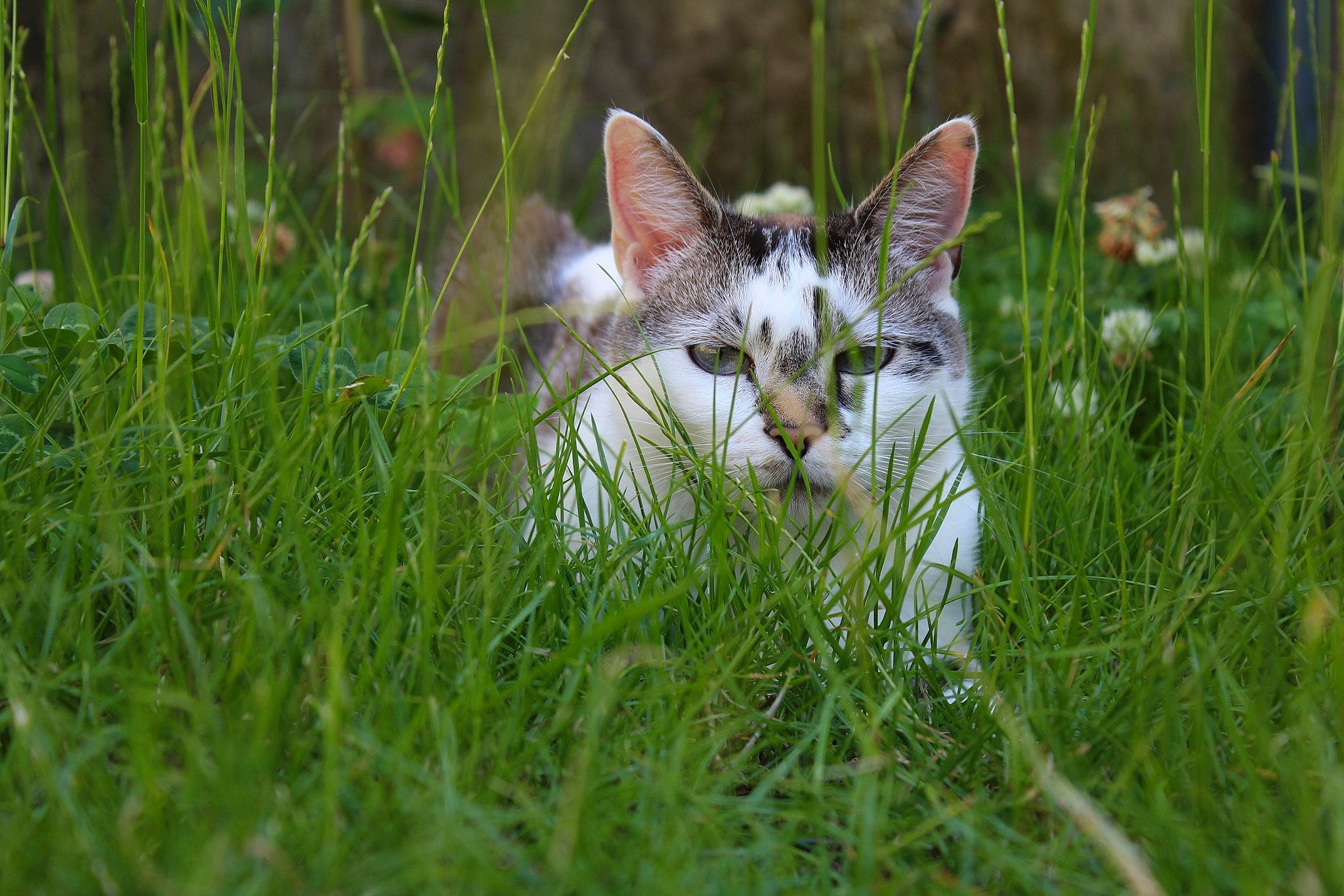Meringue a rejoint le concours — aidez-le/la à gagner de superbes lots ! carnivore, cat, daytime, domestic_short_haired_cat, felidae, fur, grass, grass_family, meadow, pasture, small_to_medium_sized_cats, snout, terrestrial_animal, whiskers