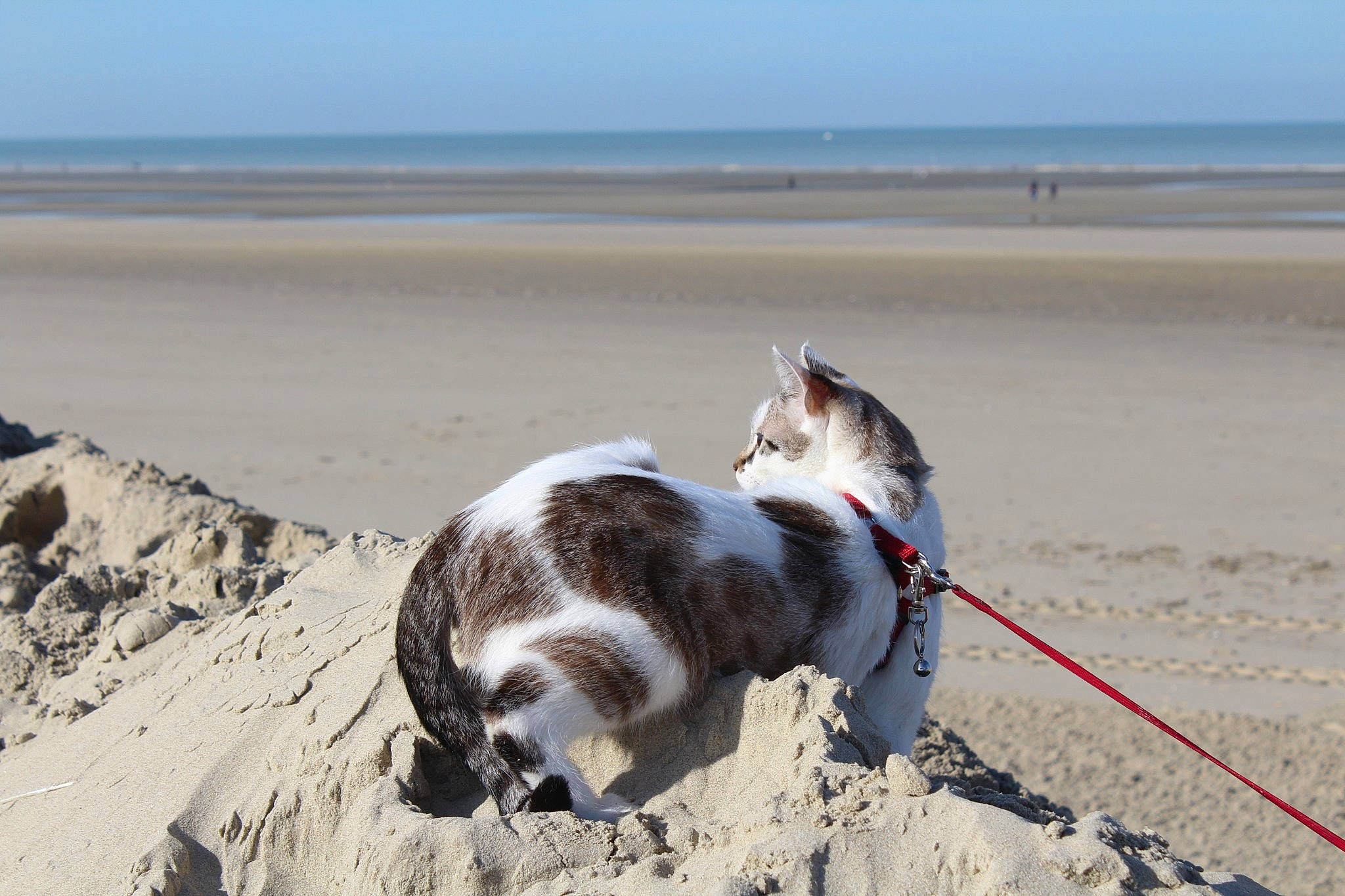 Meringue a rejoint le concours — aidez-le/la à gagner de superbes lots ! beach, carnivore, cat, coast, coastal_and_oceanic_landforms, collar, dog_collar, felidae, leash, ocean, paw, pet_supply, sand, sea, shore, small_to_medium_sized_cats, tail, vertebrate, whiskers, wind_wave