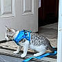 Bandit joined the competition — help win amazing prizes! cat, kitten, blue_harness, leash, doorway, indoor, curious, pet, animal, feline, white_and_gray, floor, tile, rug, side_view, small, young, exploring, walking, domestic