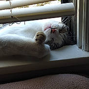 Bandit joined the competition — help win amazing prizes! cat, sleeping, windowsill, blinds, paw, white_fur, gray_fur, relaxation, pet, indoor, cozy, natural_light, whiskers, cute, animal, resting, closeup, peaceful, domestic_cat, feline