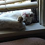 cat, sleeping, windowsill, blinds, paw, white_fur, gray_fur, relaxation, pet, indoor, cozy, natural_light, whiskers, cute, animal, resting, closeup, peaceful, domestic_cat, feline