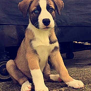 Hank is registered to the contest to win money with this photo: adorable, animal, brown_fur, canine, concrete, cute, dog, ears, face, grass, nature, outdoor, paw, pet, portrait, puppy, sitting, watchful, white_fur, young