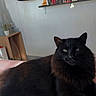 black_cat, cat, bed, bookshelf, books, guitar, figurines, indoor, furniture, pet, relaxed, animal, green_eyes, pink_bed_cover, decor, wall, shelf, cozy, resting, home
