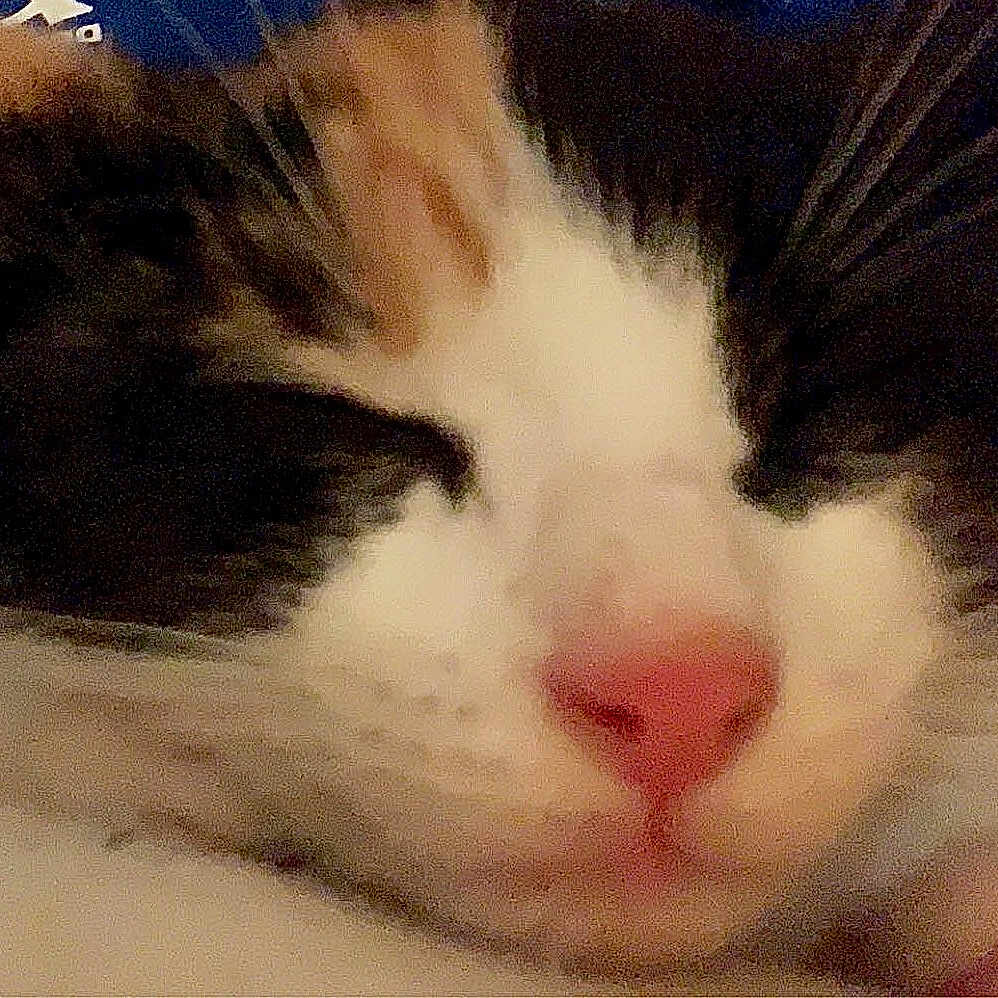 Vidalie