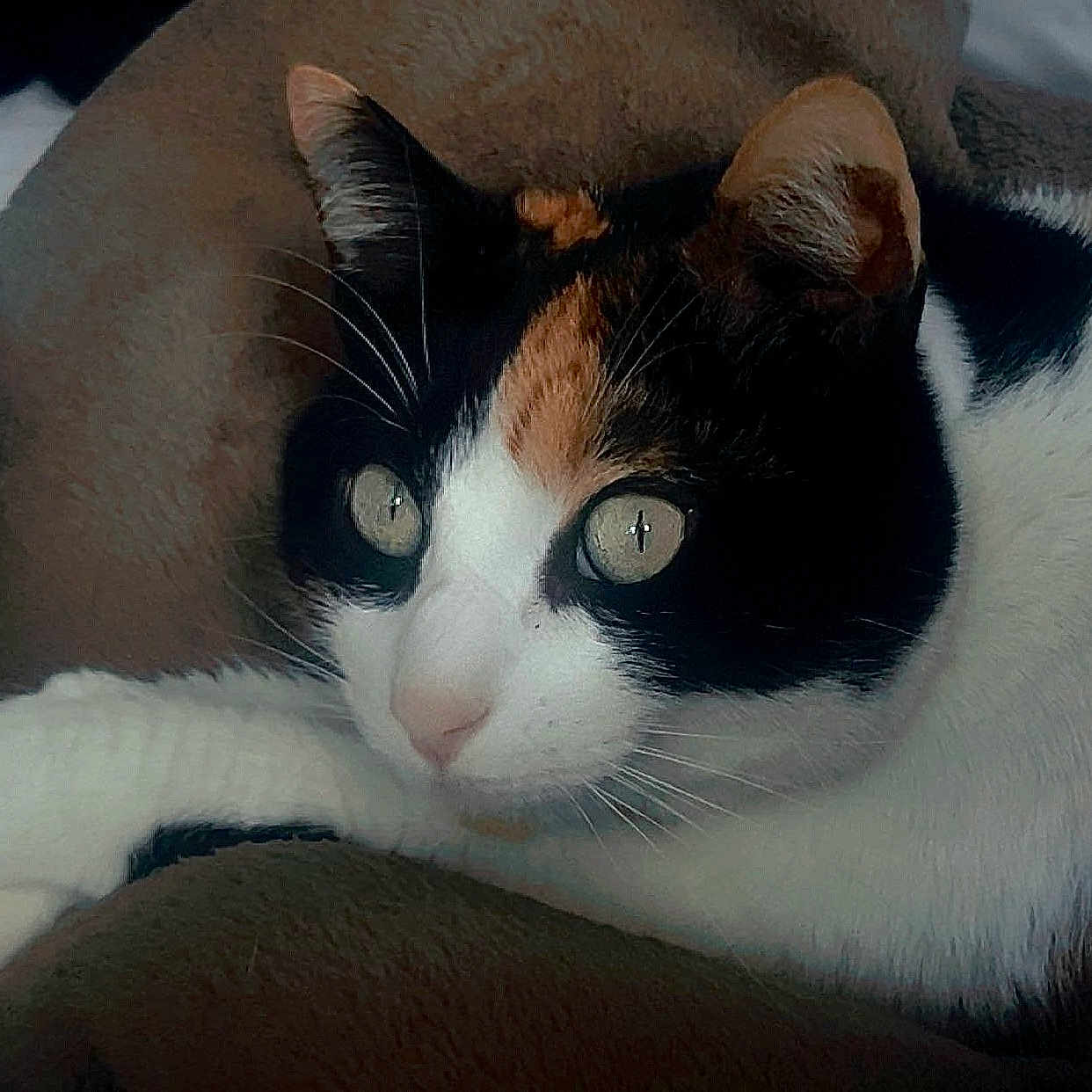 Vidalie