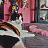 Vidalie a rejoint le concours — aidez-le/la à gagner de superbes lots ! cat, calico_cat, indoor, couch, pink_wall, vase, flowers, toy, feather_toy, furniture, cabinet, decor, pet, relaxed, cozy, domestic, animal, fur, resting, home