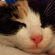 Vidalie participe au concours pour gagner de l'argent avec cette photo : cat, close_up, sleeping, pink_nose, feline, whiskers, resting, soft_surface, indoor, cute, pet, animal, fur, calm, domestic, face, nose, ears, cozy, blurred