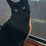 black_cat, cat, window, windowsill, yellow_eyes, pet, animal, indoor, backlit, silhouette, feline, whiskers, curious, mesh_screen, sunlight, shadow, domestic_cat, looking, sitting, portrait