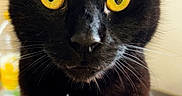 Pandore a rejoint le concours — aidez-le/la à gagner de superbes lots ! animal, black_cat, cat, close_up, cute, domestic_animal, eyes, face, feline, focus, fur, head, indoor, looking, mammal, pet, portrait, sitting, whiskers, yellow_eyes