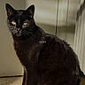 cat, black_cat, pet, animal, indoor, sunlight, shadow, floor, tile_floor, wall, feline, domestic_cat, sitting, looking_at_camera, whiskers, ears, tail, yellow_eyes, fur, portrait