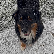 Titus a rejoint le concours — aidez-le/la à gagner de superbes lots ! dog, snow, snowy_ground, paw_prints, happy, looking_up, fur, black_dog, tricolor, outdoors, winter, cute, pet, portrait, closeup, tail, whiskers, nose, eyes, footprints