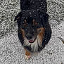 dog, snow, snowy_ground, paw_prints, happy, looking_up, fur, black_dog, tricolor, outdoors, winter, cute, pet, portrait, closeup, tail, whiskers, nose, eyes, footprints