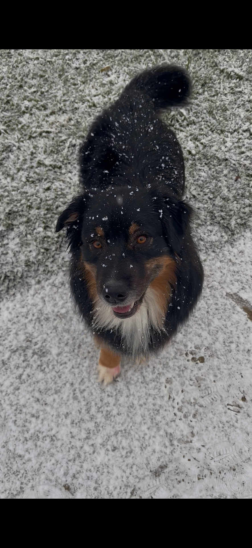 Titus a rejoint le concours — aidez-le/la à gagner de superbes lots ! dog, snow, snowy_ground, paw_prints, happy, looking_up, fur, black_dog, tricolor, outdoors, winter, cute, pet, portrait, closeup, tail, whiskers, nose, eyes, footprints