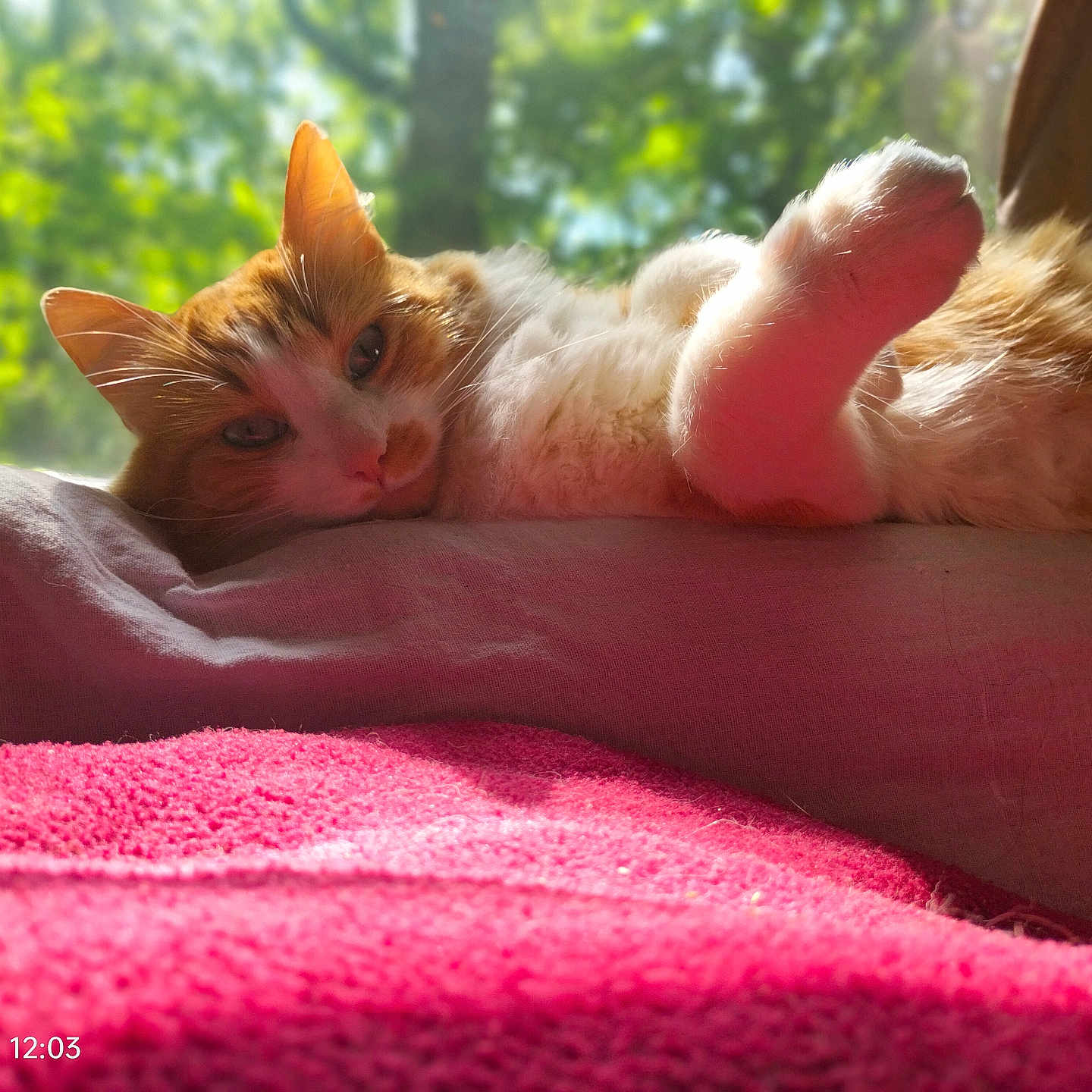 Syrus participe au concours pour gagner de l'argent avec cette photo : abyssinian, animal, bed, bedroom, blanket, cat, couch, cushion, furniture, homedecor, indoors, kitten, manx, person, pet, quilt, room, siamese, sleeping, towel
