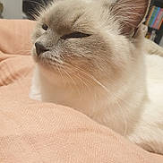 Caca participe au concours pour gagner de l'argent avec cette photo : cat, fluffy, close_up, indoor, pet, animal, whiskers, ears, nose, fur, relaxed, blanket, cozy, home, soft, sleepy, cute, mammal, domestic, feline