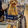 dog, shopping_cart, store, clothing, indoor, pet, fur, retail, happy, tongue_out, curly_hair, blue_tag, floor, rack, hanger, apparel, shopping, animal, canine, marshalls