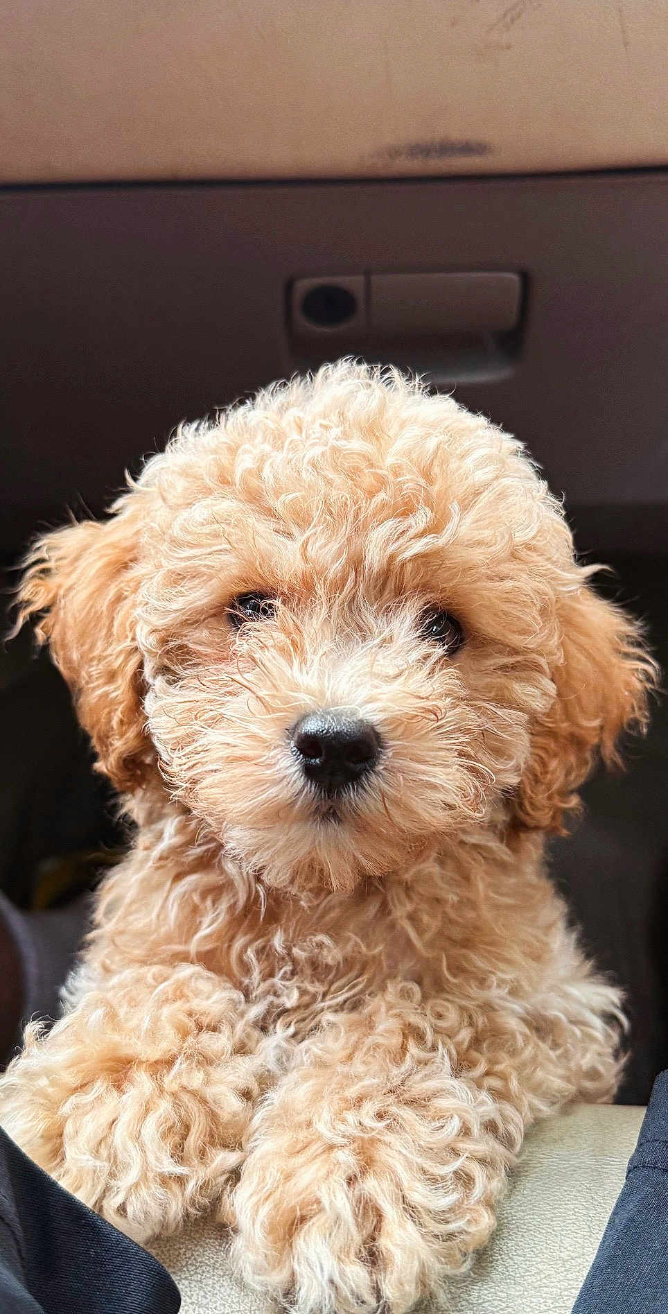 Luca