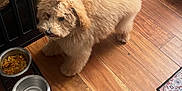 Luca is registered to the contest to win money with this photo: dog, puppy, fluffy, apricot, wooden_floor, food_bowl, water_bowl, pet, indoor, cute, adorable, furry, animal, topknot, looking_up, flooring, feeding_area, domestic, canine, home