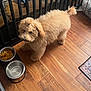 dog, puppy, fluffy, apricot, wooden_floor, food_bowl, water_bowl, pet, indoor, cute, adorable, furry, animal, topknot, looking_up, flooring, feeding_area, domestic, canine, home
