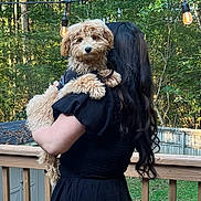 Luca joined the competition — help win amazing prizes! dog, person, outdoor, deck, wooden_rail, curly_fur, black_clothing, string_lights, trees, greenery, pet, holding, back_view, daylight, fence, cute, animal, nature, fur, friendly